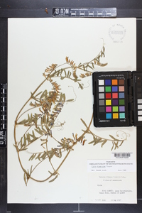 Vicia villosa subsp. varia image