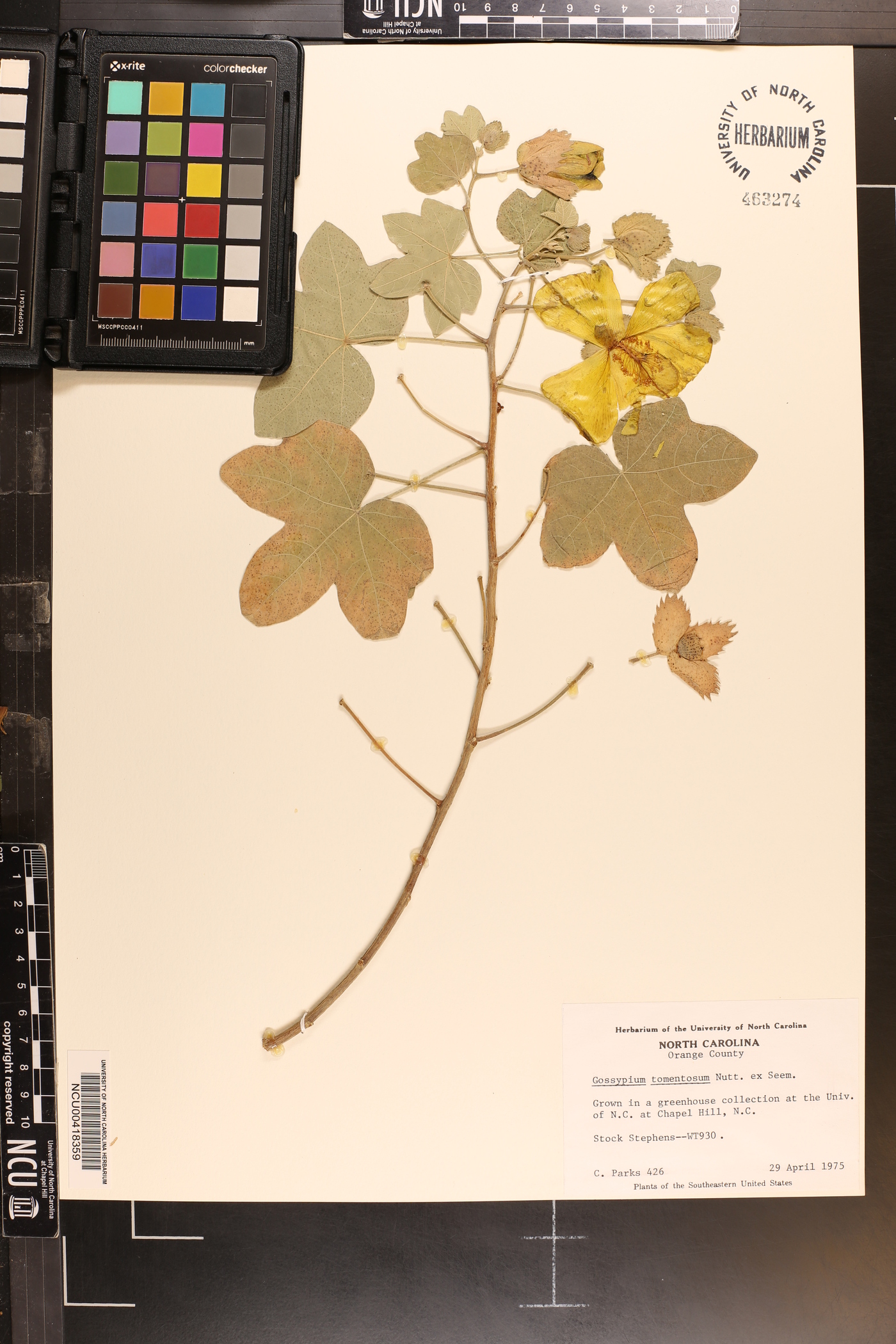 Gossypium tomentosum image