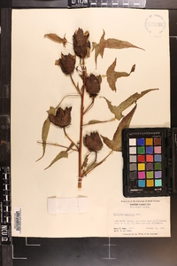 Hibiscus militaris image