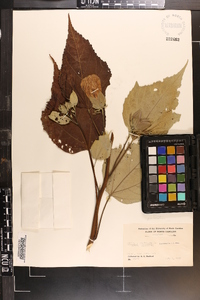 Hibiscus moscheutos image