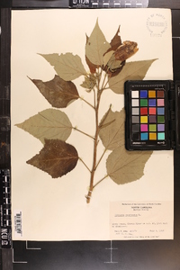 Hibiscus moscheutos image