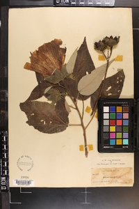 Hibiscus moscheutos image