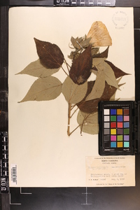 Hibiscus moscheutos image