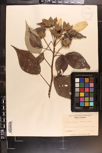 Hibiscus moscheutos image