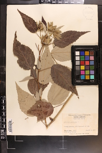 Hibiscus moscheutos image