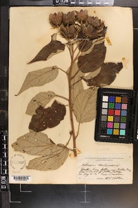 Hibiscus moscheutos image