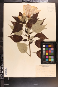 Hibiscus moscheutos image