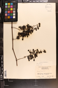 Vitis vulpina image