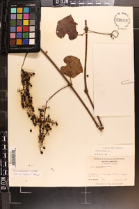 Vitis vulpina image