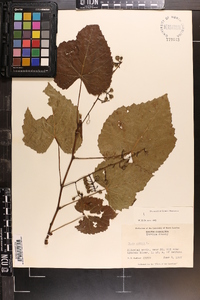 Vitis vulpina image