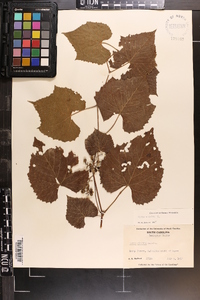 Vitis vulpina image