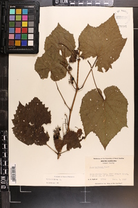 Vitis vulpina image