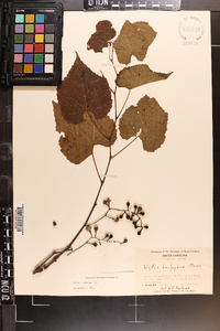 Vitis vulpina image