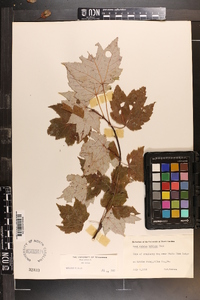 Acer rubrum var. rubrum image