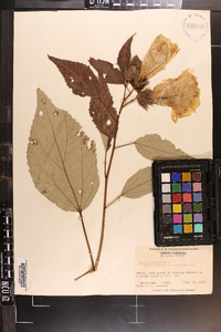 Hibiscus moscheutos image