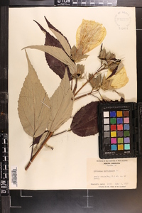 Hibiscus moscheutos image