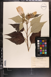 Hibiscus moscheutos image