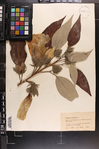 Hibiscus moscheutos image