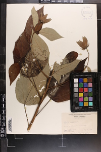 Hibiscus moscheutos image