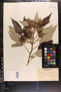 Hibiscus moscheutos image