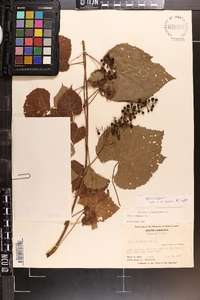 Vitis vulpina image