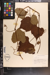 Vitis vulpina image