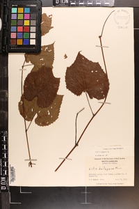 Vitis vulpina image