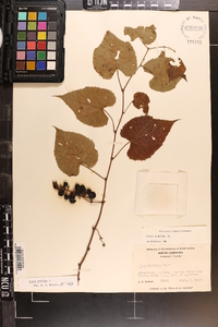 Vitis vulpina image