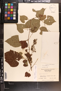 Vitis vulpina image