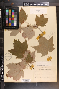 Acer rubrum var. rubrum image