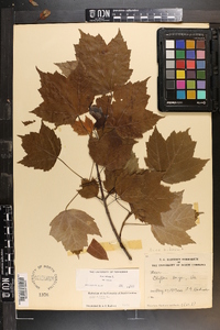 Acer rubrum var. rubrum image