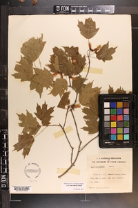 Acer leucoderme image