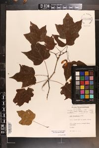 Acer leucoderme image