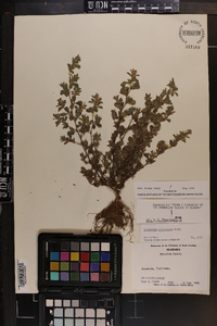 Lespedeza stipulacea image