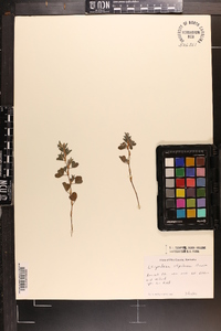 Lespedeza stipulacea image