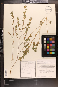 Lespedeza stipulacea image