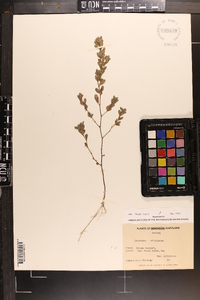 Lespedeza stipulacea image