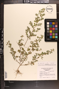 Lespedeza stipulacea image