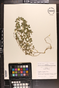 Lespedeza stipulacea image