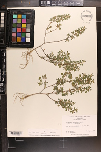 Lespedeza stipulacea image