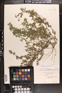 Lespedeza stipulacea image