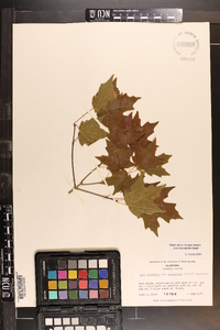 Acer leucoderme image