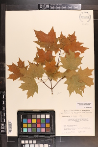 Acer leucoderme image