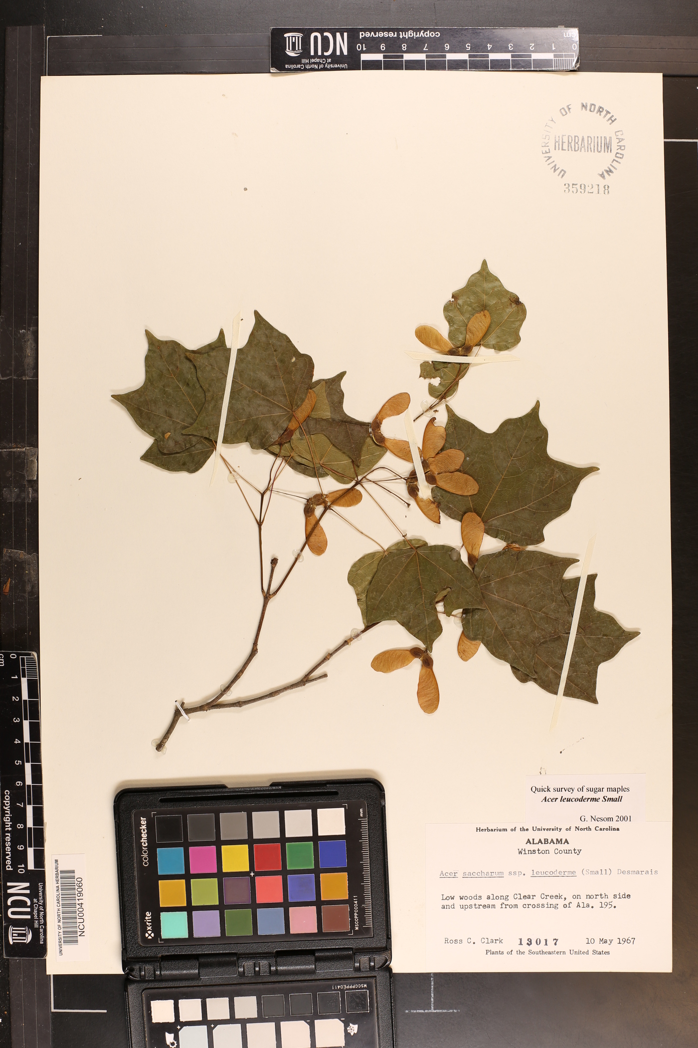 Acer leucoderme image