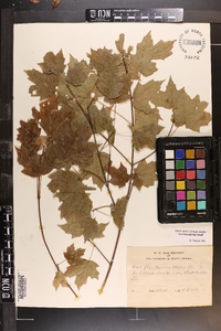 Acer leucoderme image