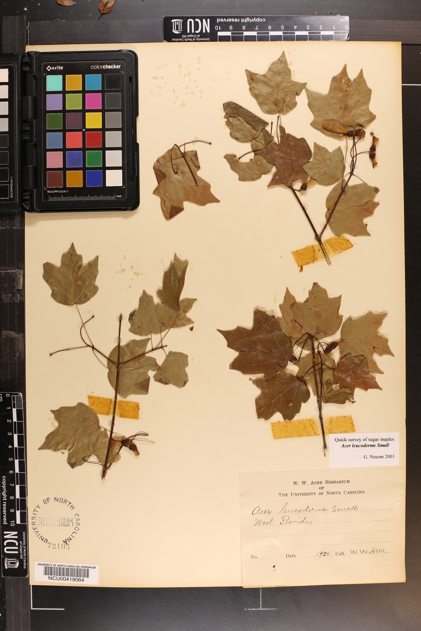 Acer leucoderme image