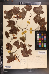 Acer leucoderme image