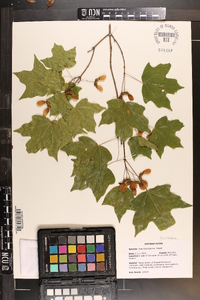 Acer leucoderme image