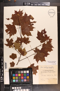 Acer leucoderme image