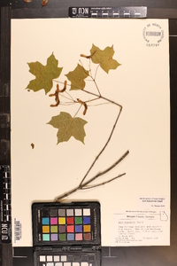 Acer leucoderme image